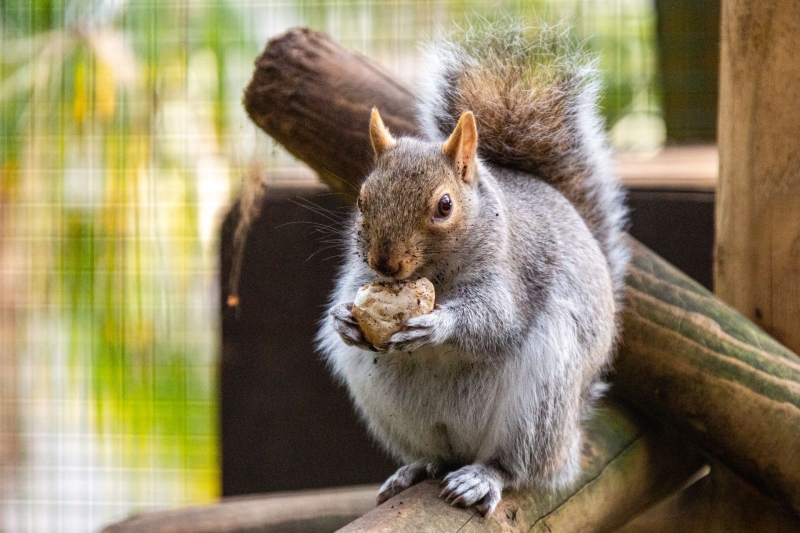 Grijze eekhoorn - De Zonnegloed - Dierenpark - Dieren opvangcentrum - Sanctuary